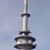 mudau-003